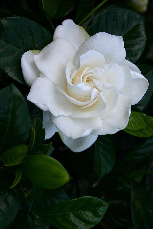 Eternal Grace Floral Symphony